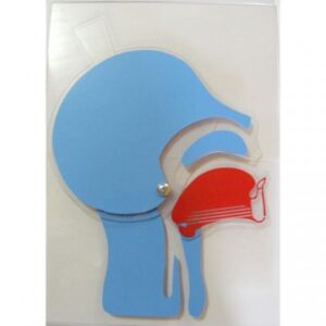 Tête articulée Laerdal – Simulateur avancé pour intubation et voies aériennes